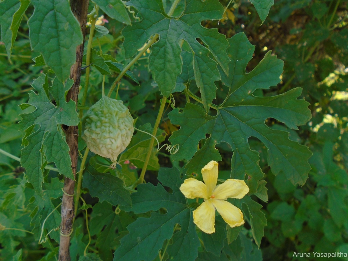 Momordica charantia L.